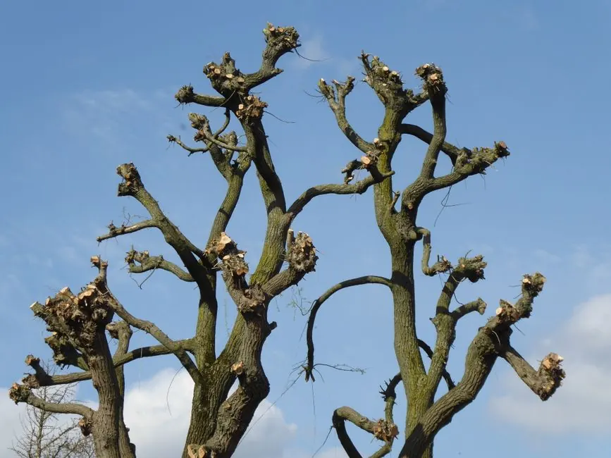 tree pruning