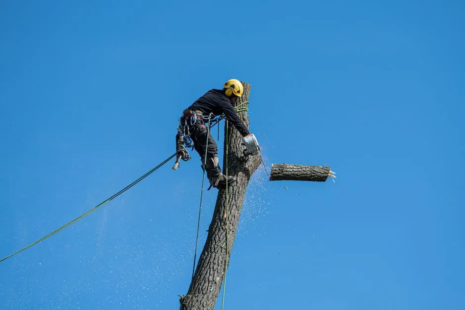 Benefits of Emergency Tree Service