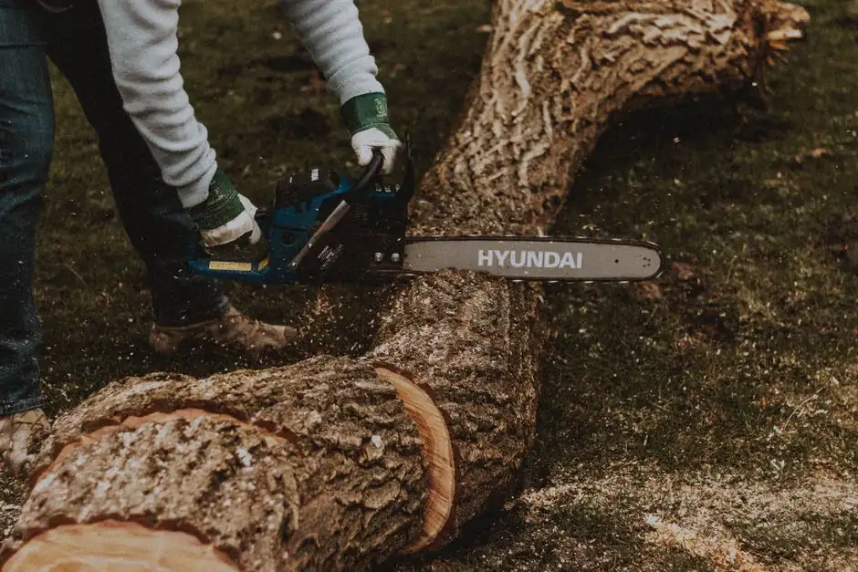 Our Expertise in Stump Grinding